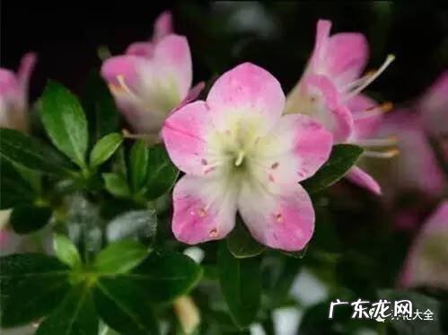 十大最美的孔雀 紫孔雀花