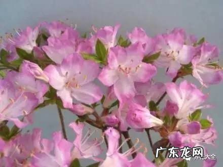 十大最美的孔雀 紫孔雀花