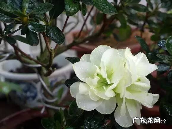 十大最美的孔雀 紫孔雀花