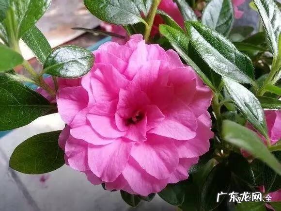 十大最美的孔雀 紫孔雀花