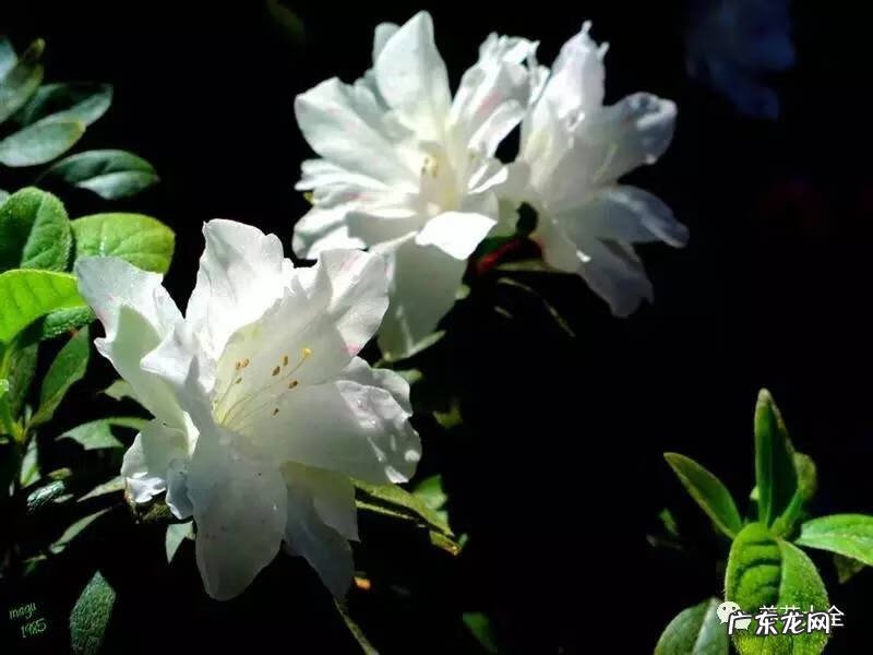 十大最美的孔雀 紫孔雀花