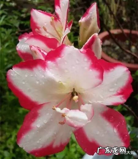 十大最美的孔雀 紫孔雀花