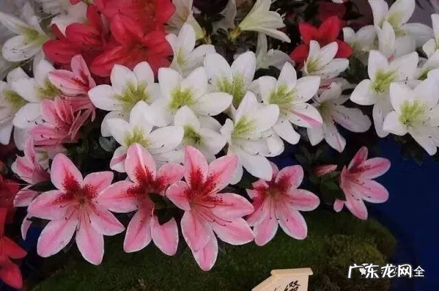 十大最美的孔雀 紫孔雀花