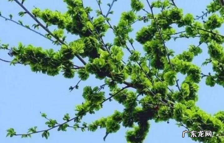 屋后有梧桐树的风水 三棵梧桐树的风水