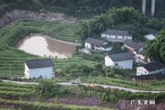 屋后有梧桐树的风水 三棵梧桐树的风水