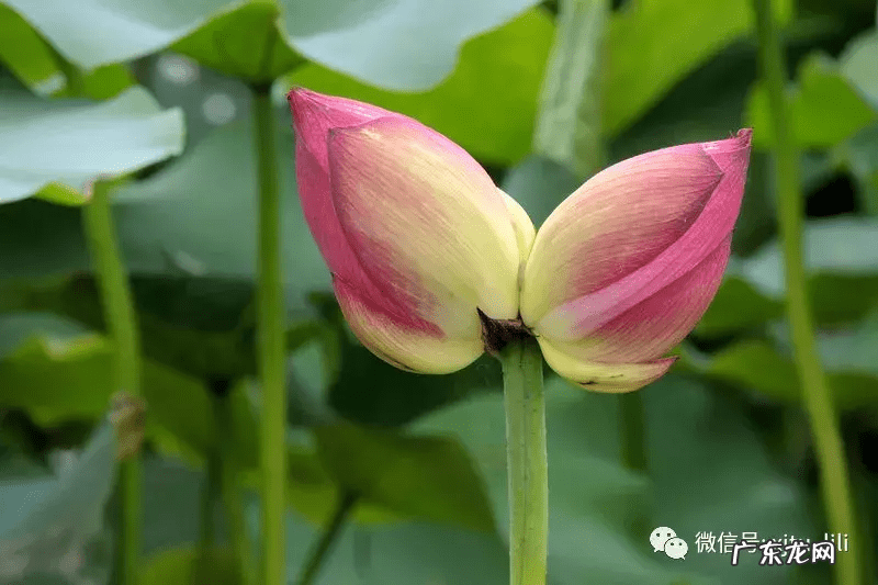 双十一是节日吗 双十二啥节日
