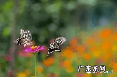 双十一是节日吗 双十二啥节日