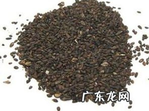 车前草泡水喝有什么功效和作用车前草能治痛风吗? 车前子泡水喝的功效及其食用注意事项