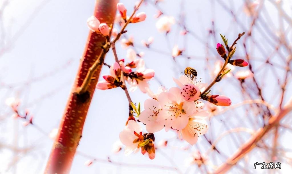 草木知春不久归百般红紫斗芳菲杨花榆荚无才思 草木知春不久归百般红紫斗芳菲杨花榆荚无才思书法
