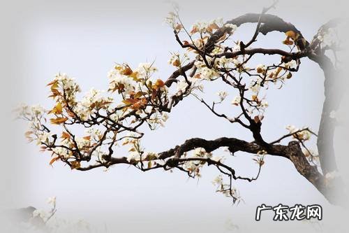 草木知春不久归百般红紫斗芳菲杨花榆荚无才思 草木知春不久归百般红紫斗芳菲杨花榆荚无才思书法