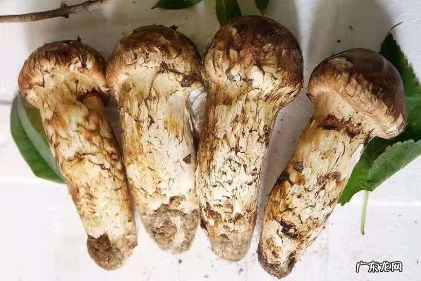 野生松茸图片 野生松茸的作用
