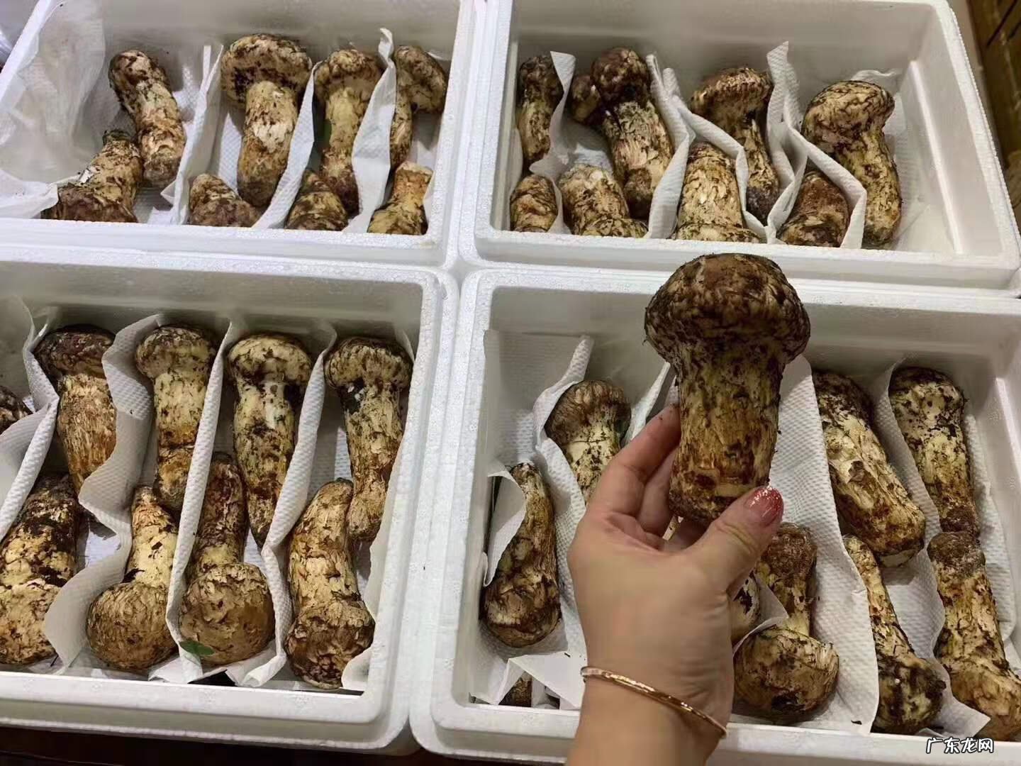 野生松茸图片 野生松茸的作用