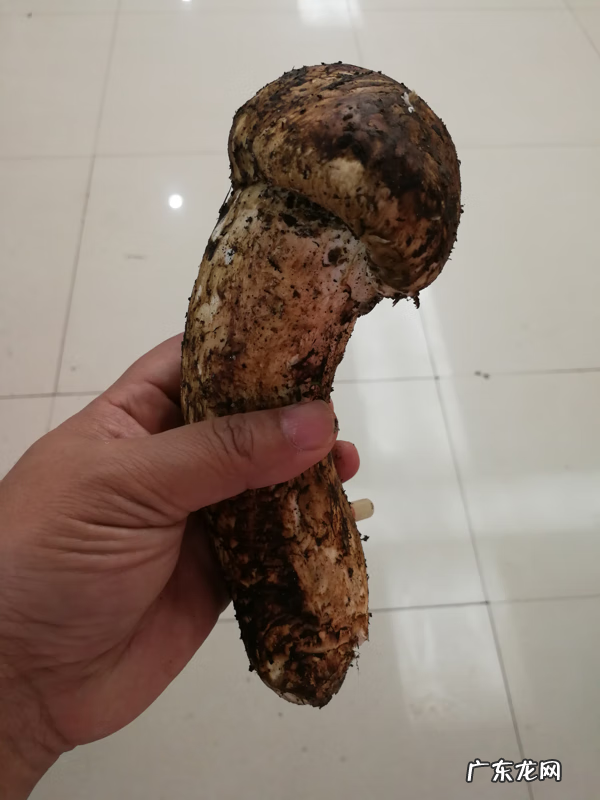 野生松茸图片 野生松茸的作用