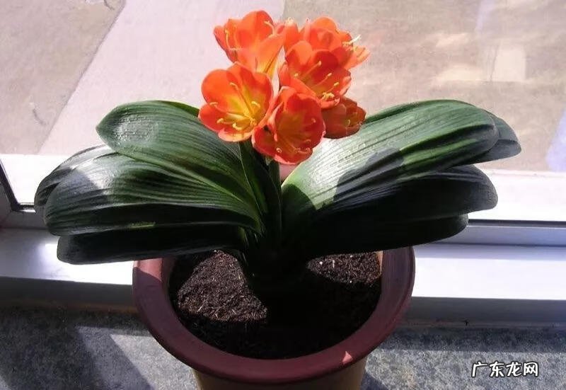 家里摆鲜花好不好风水 风水 鲜花