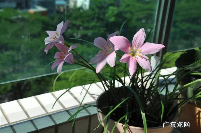 家里摆鲜花好不好风水 风水 鲜花