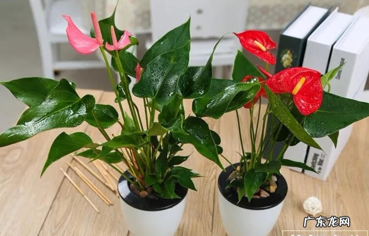 家里摆鲜花好不好风水 风水 鲜花