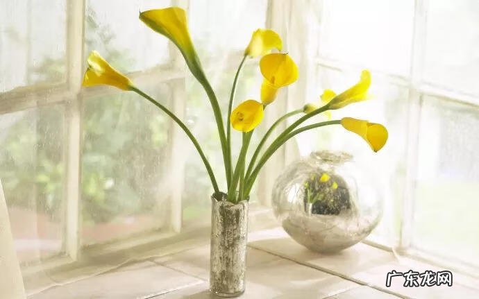 家里摆鲜花好不好风水 风水 鲜花