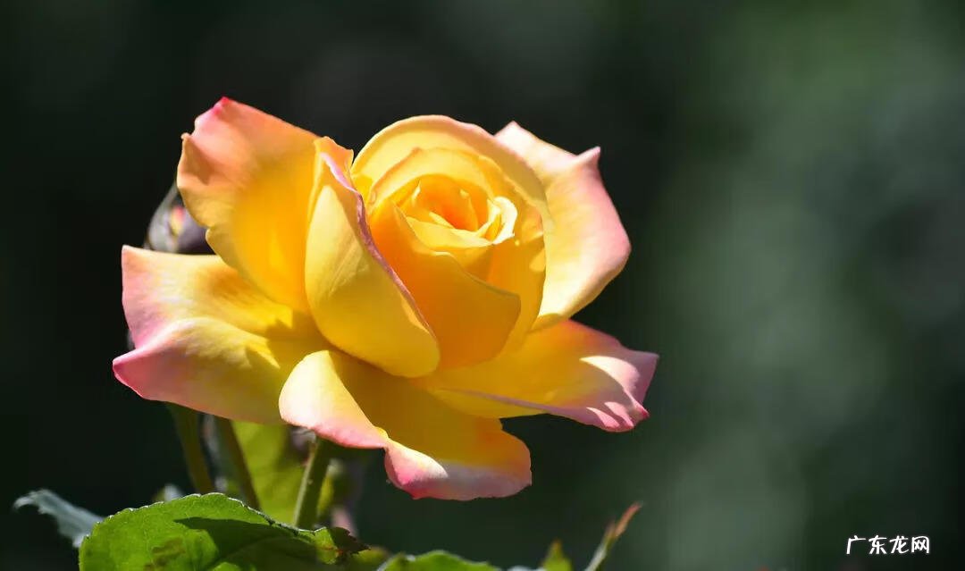 家里摆鲜花好不好风水 风水 鲜花