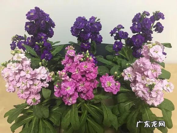 家里摆鲜花好不好风水 风水 鲜花