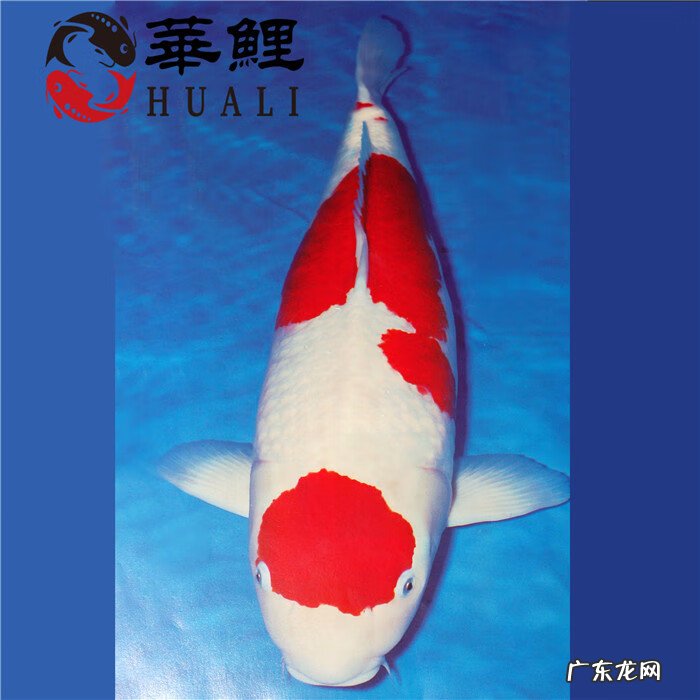 风水鱼池在什么位置好 鱼塘风水形状