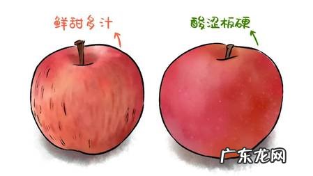 秋季如何食用苹果,既补津液又健脾胃