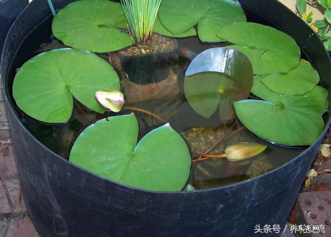 睡莲能养在鱼缸里吗 天台水缸养鱼种睡莲风水好不好