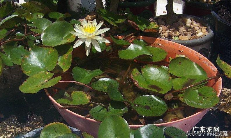 睡莲能养在鱼缸里吗 天台水缸养鱼种睡莲风水好不好