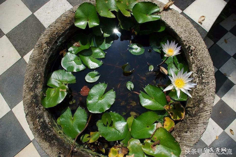睡莲能养在鱼缸里吗 天台水缸养鱼种睡莲风水好不好