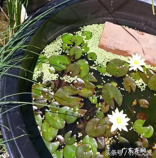 睡莲能养在鱼缸里吗 天台水缸养鱼种睡莲风水好不好