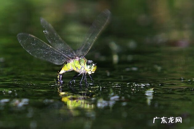 蜻蜓 风水 蜻蜓的风水