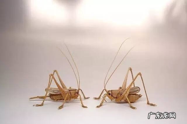 蜻蜓 风水 蜻蜓的风水