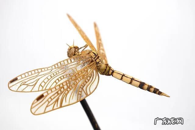 蜻蜓 风水 蜻蜓的风水