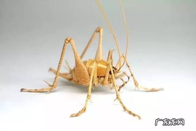 蜻蜓 风水 蜻蜓的风水