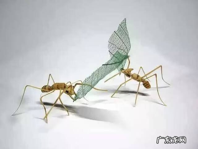 蜻蜓 风水 蜻蜓的风水