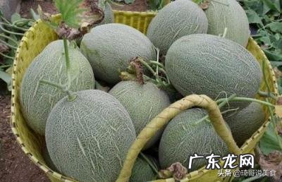 黄皮哈密瓜怎么挑选才甜呢 黄皮哈密瓜怎么挑选才甜呢
