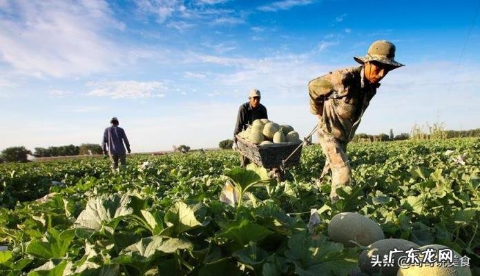 黄皮哈密瓜怎么挑选才甜呢 黄皮哈密瓜怎么挑选才甜呢