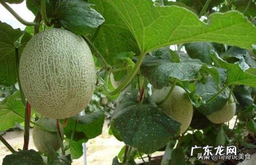 黄皮哈密瓜怎么挑选才甜呢 黄皮哈密瓜怎么挑选才甜呢