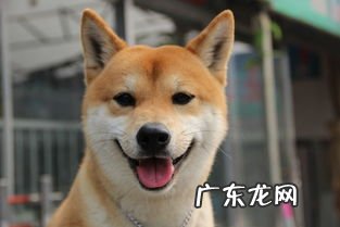 柴犬多少钱一只 豆柴犬和柴犬的区别图片