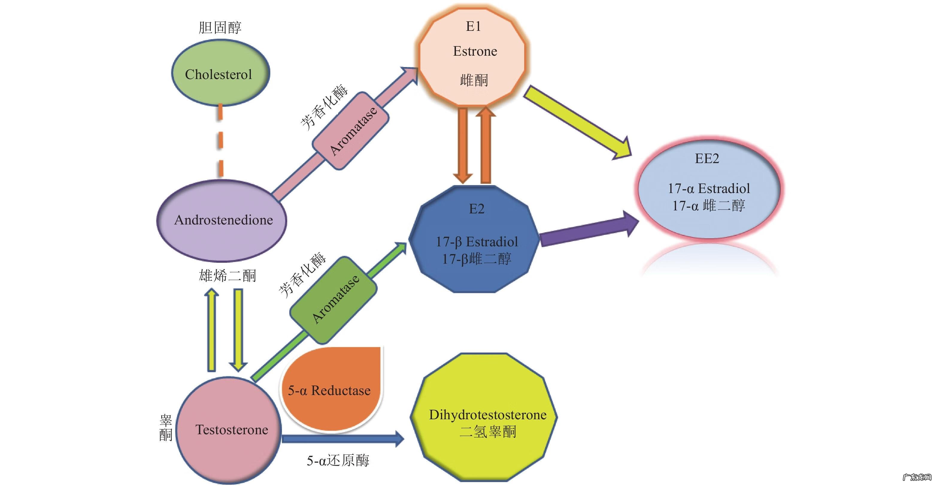 雌激素的产生 结合雌激素