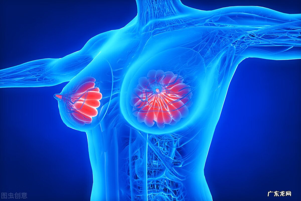 雌激素的产生 结合雌激素