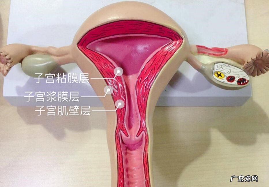 子宫内膜厚0.6cm算正常吗 子宫内膜厚度多少正常范围