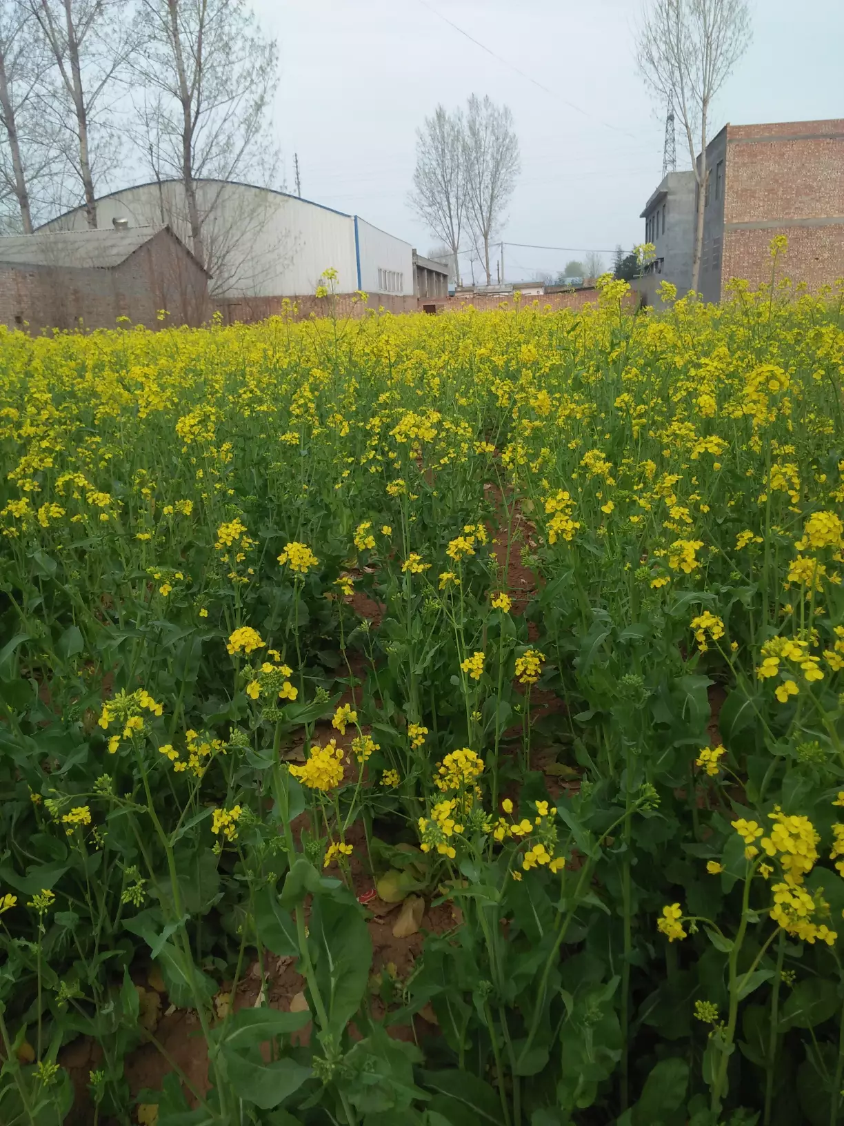 养牛产生牛粪多,如何处理牛粪变废为宝呢?