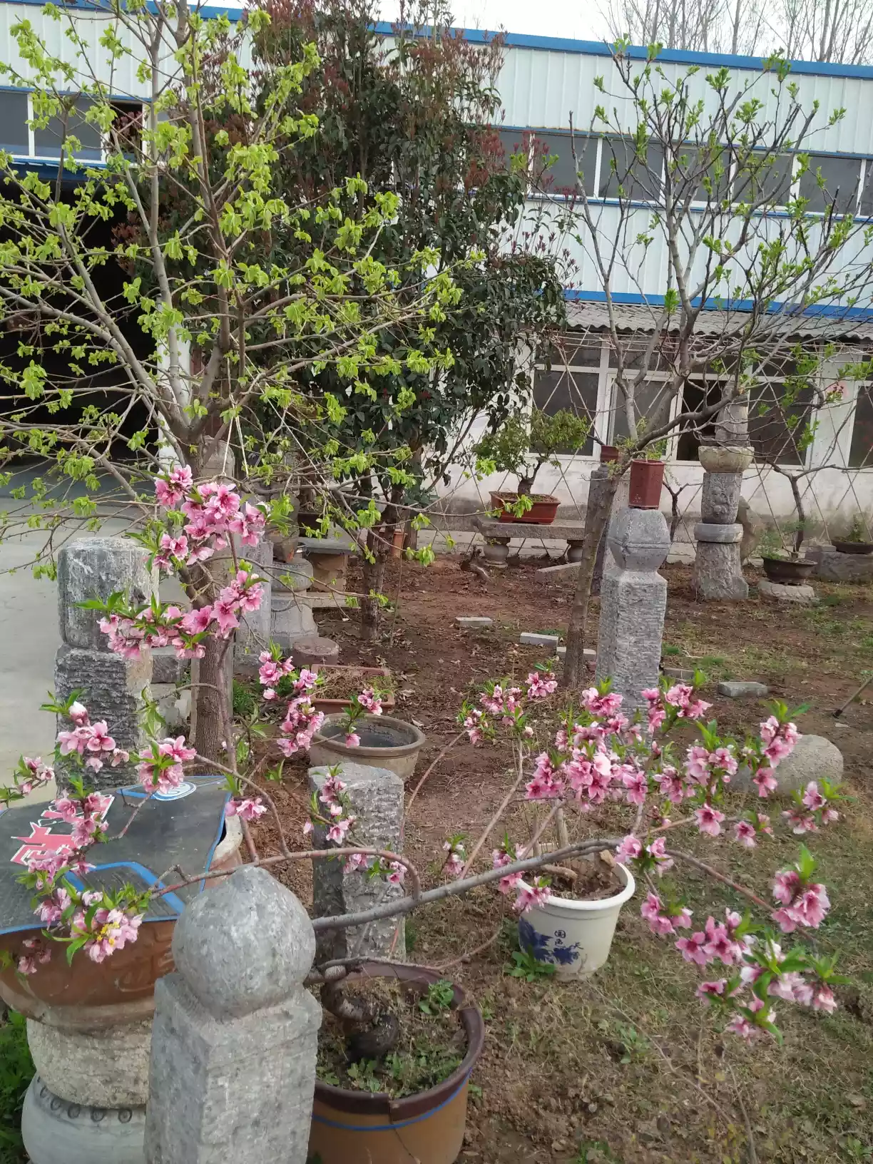 养牛产生牛粪多,如何处理牛粪变废为宝呢?