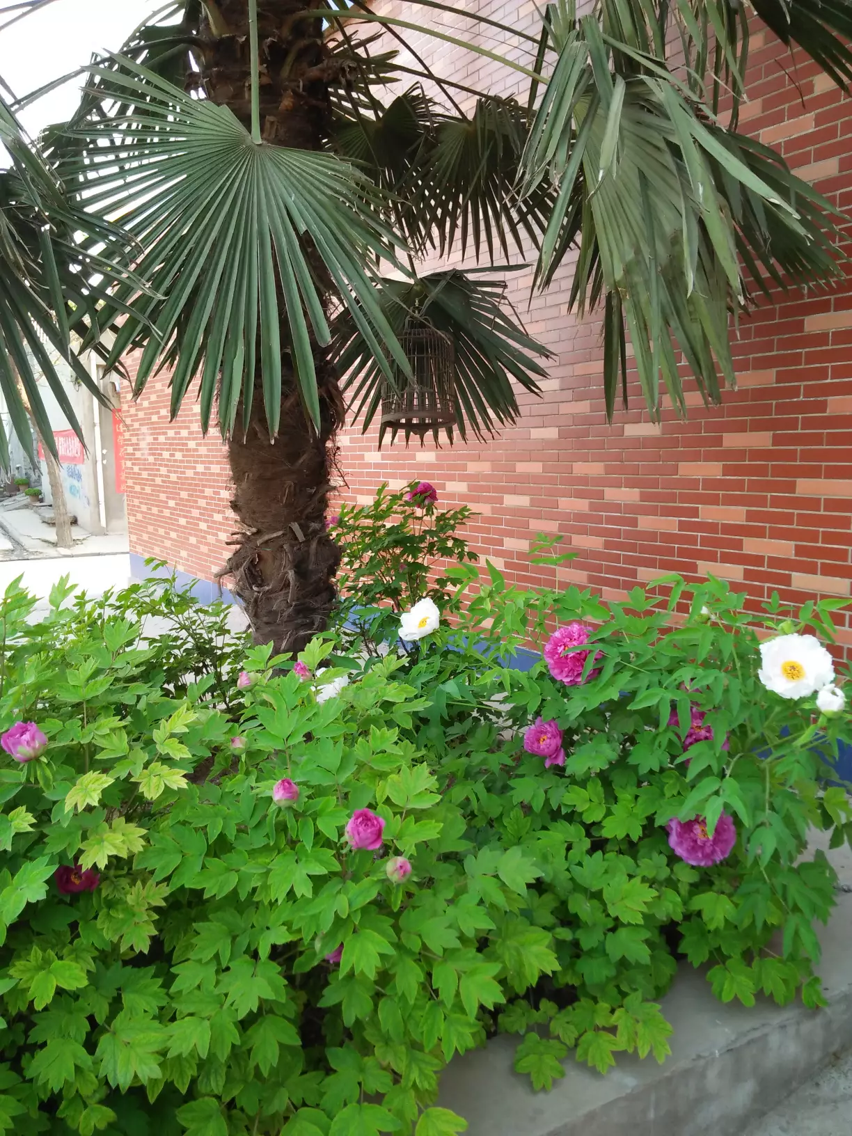 养牛产生牛粪多,如何处理牛粪变废为宝呢?