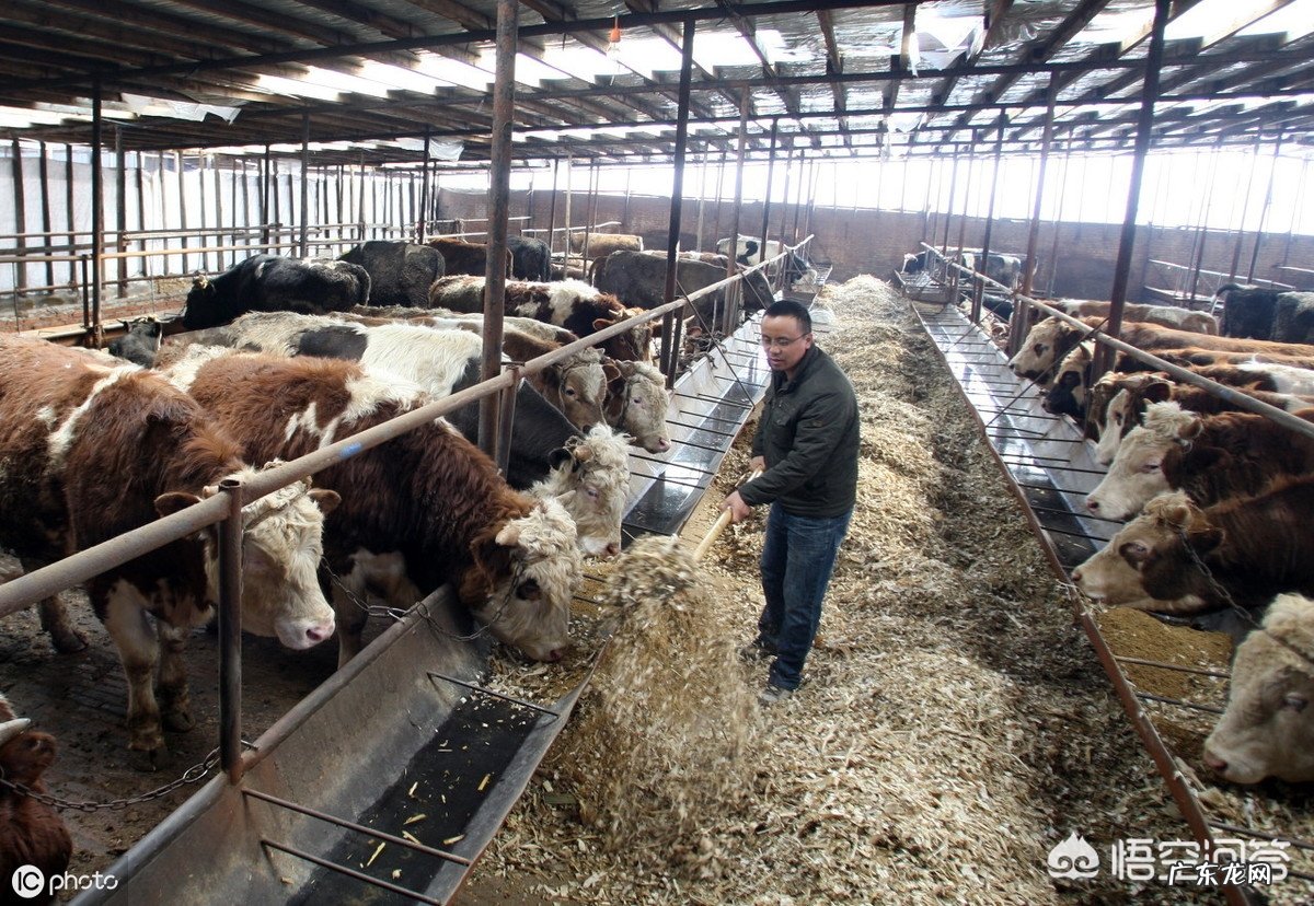 养牛产生牛粪多,如何处理牛粪变废为宝呢?