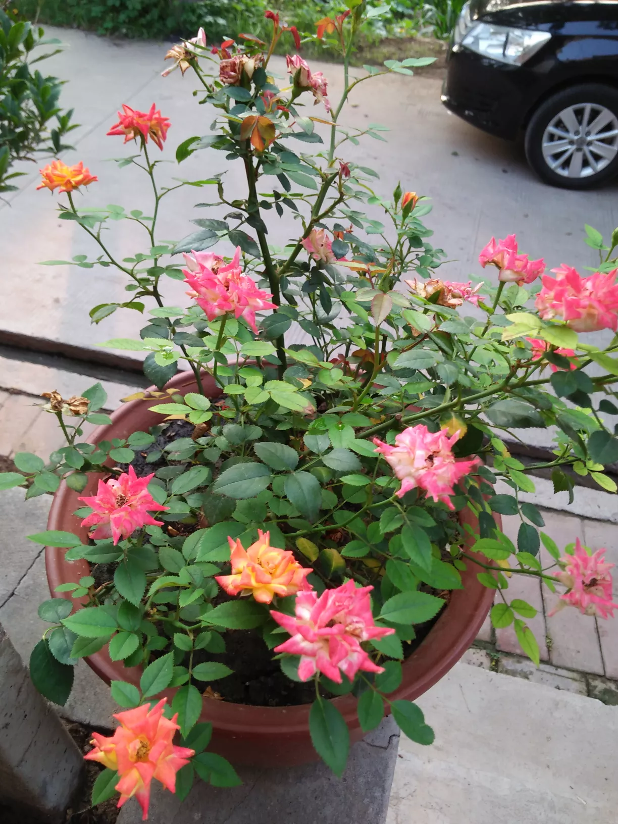 养牛产生牛粪多,如何处理牛粪变废为宝呢?