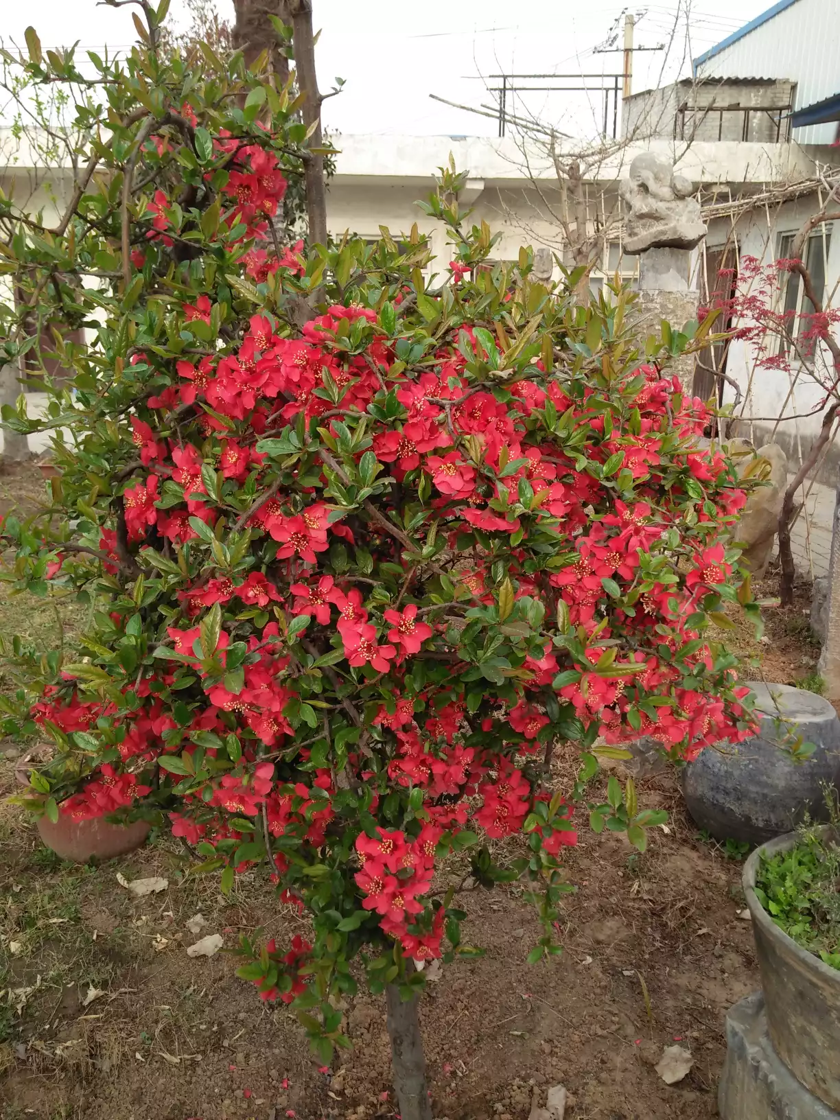 养牛产生牛粪多,如何处理牛粪变废为宝呢?