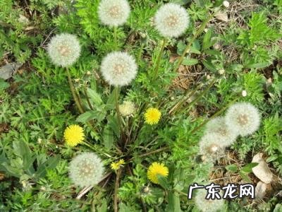 真假蒲公英图片大全欣赏 真假蒲公英图片对比 识别