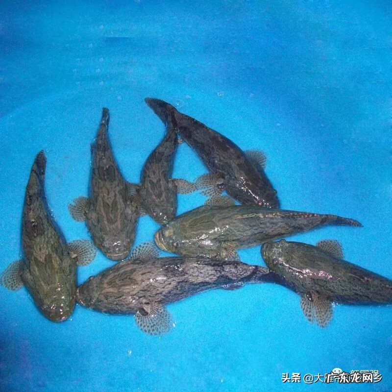 谁说虎头鲨好养 养虎头鲨对风水的作用