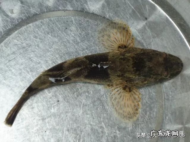 谁说虎头鲨好养 养虎头鲨对风水的作用